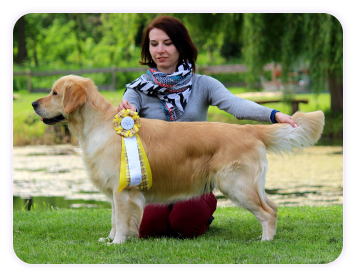 golden retriever